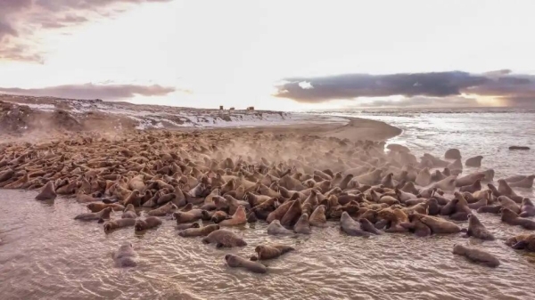 На краю света: Ученые ЯНАО определили численность уникальной популяции моржей